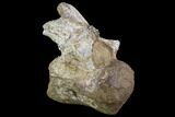 Rare, Iguanodon Cervical Vertebra - Isle Of Wight #97659-2